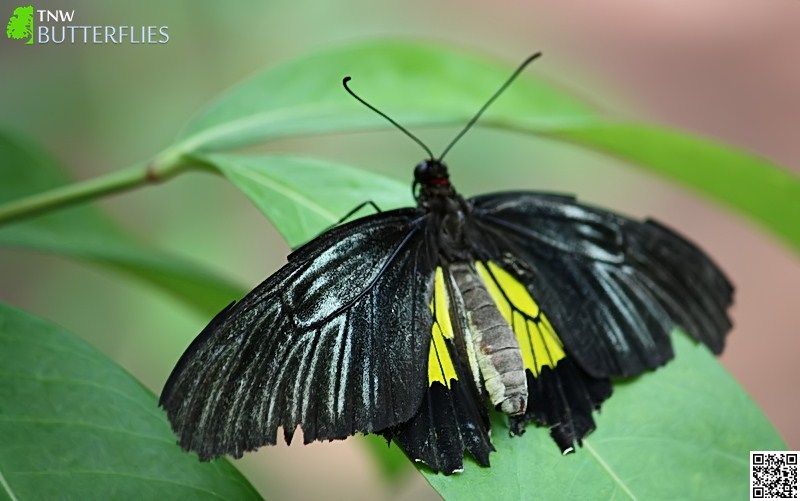 Common Birdwing